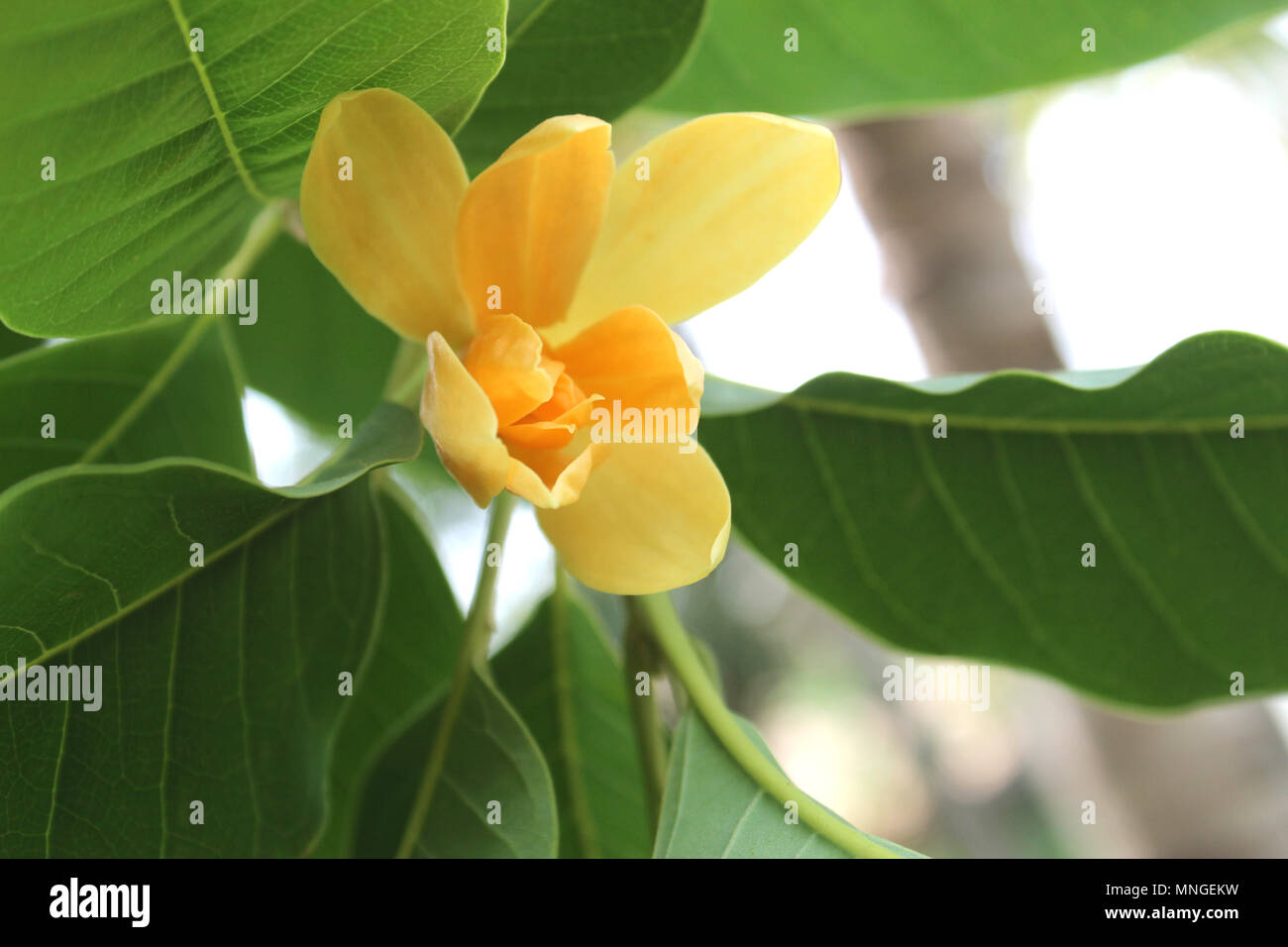 Magnolia champaca Flower Stock Photo - Alamy