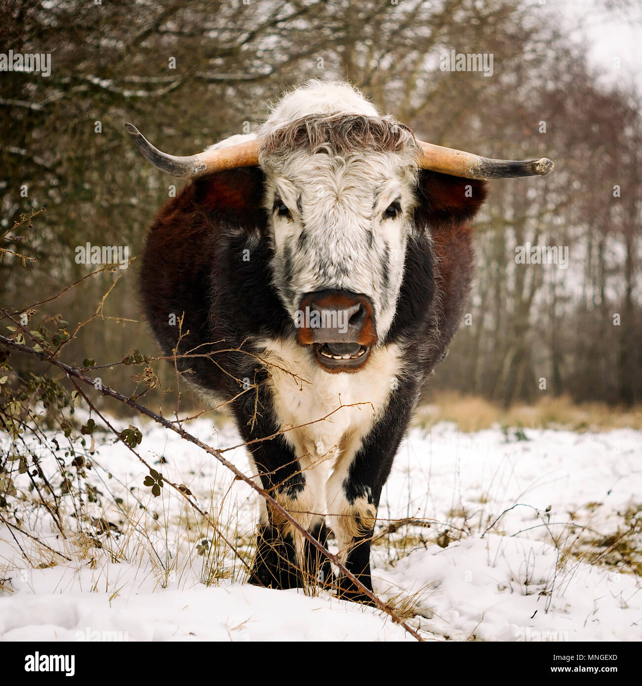 English longhorn cow hi-res stock photography and images - Alamy