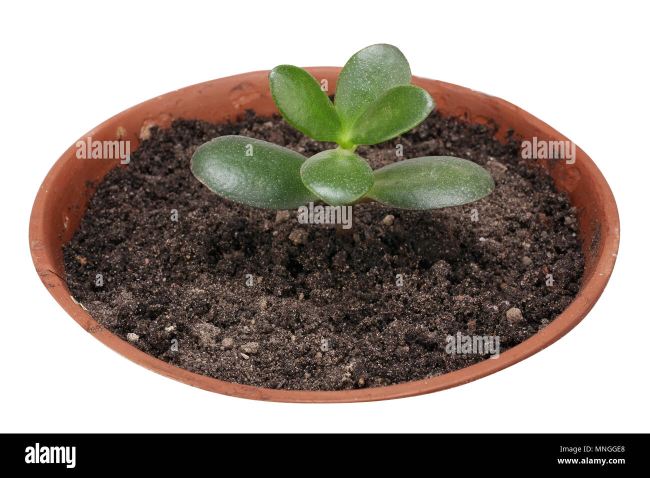 The exotic tropical indoor plant Money Tree  begins the life in the ceramic pot with soil. Isolated on white macro conceot Stock Photo