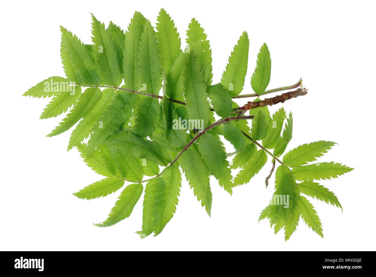Small spring April branches wis leaves of forest red ashberry tree ...