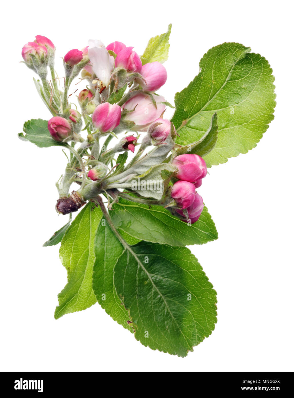 Spring May apple tree pink flowers buds  and green leaves. Isolated on white studio shot Stock Photo