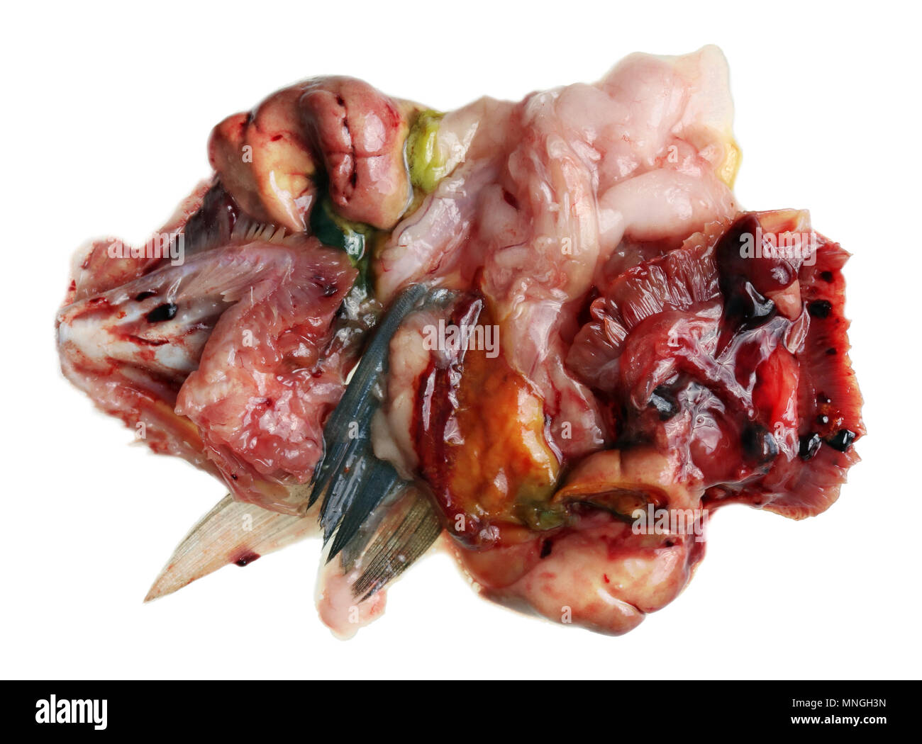 Guts and internal bloody organs of fresh  sea fish Seabass. Isolated on white studio macro shot Stock Photo