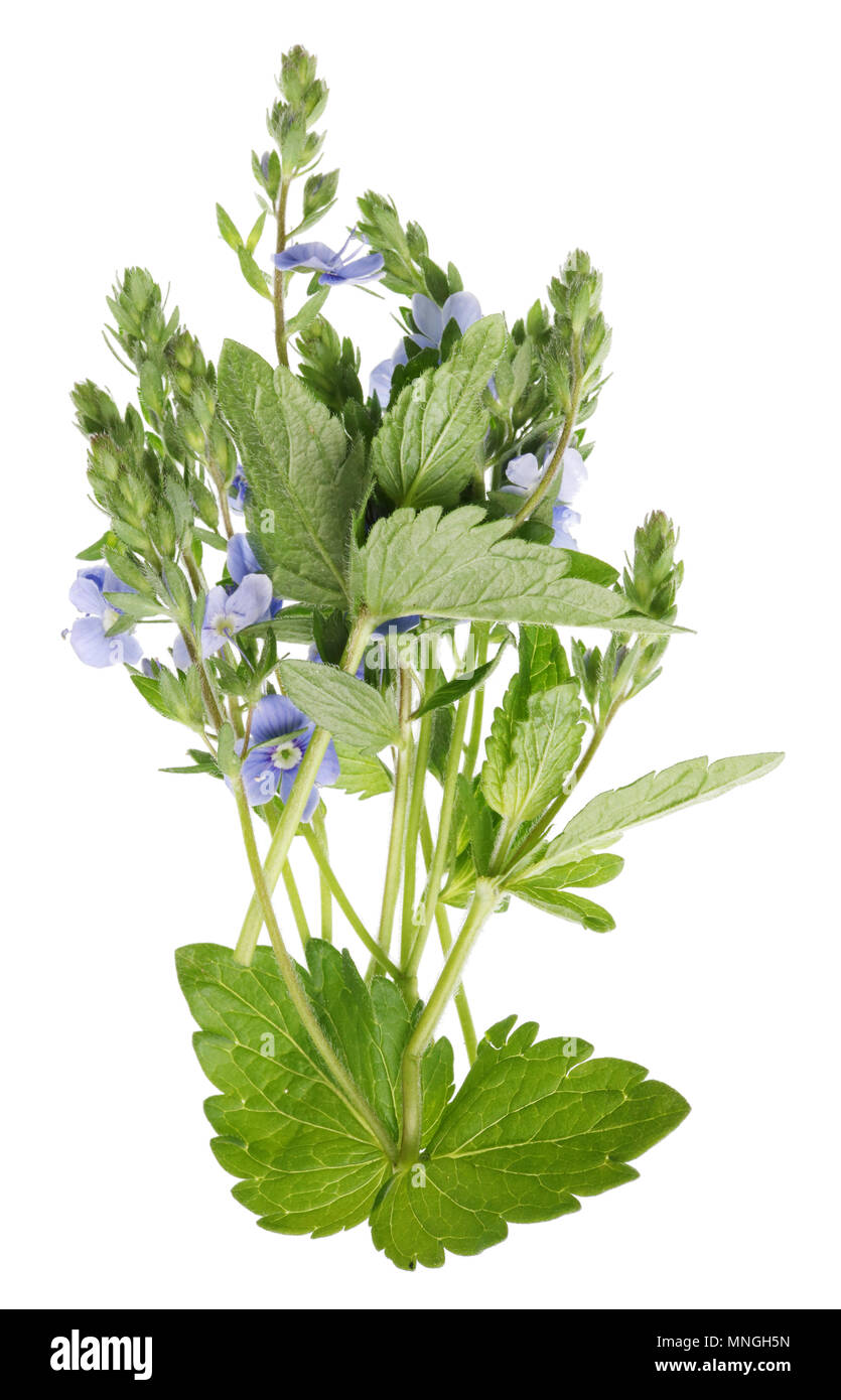 April spring fresh sprout of  blooming forest  mini plant with blue flowers. Isolated on white studio shot Stock Photo