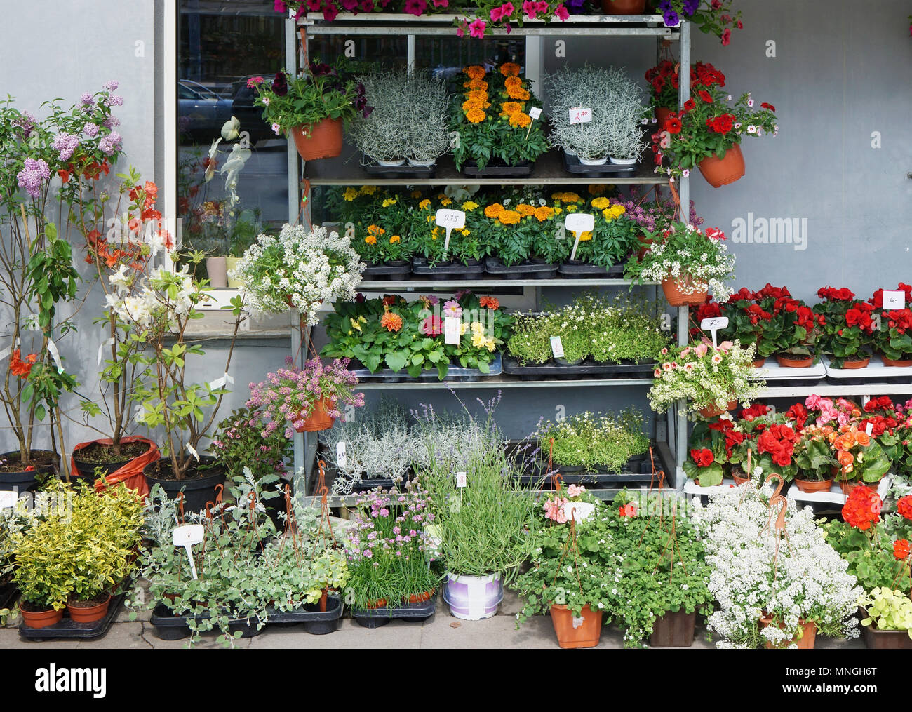 A small street store market sells fresh live spring flowers in pots. May outdoor front view urban shot Stock Photo