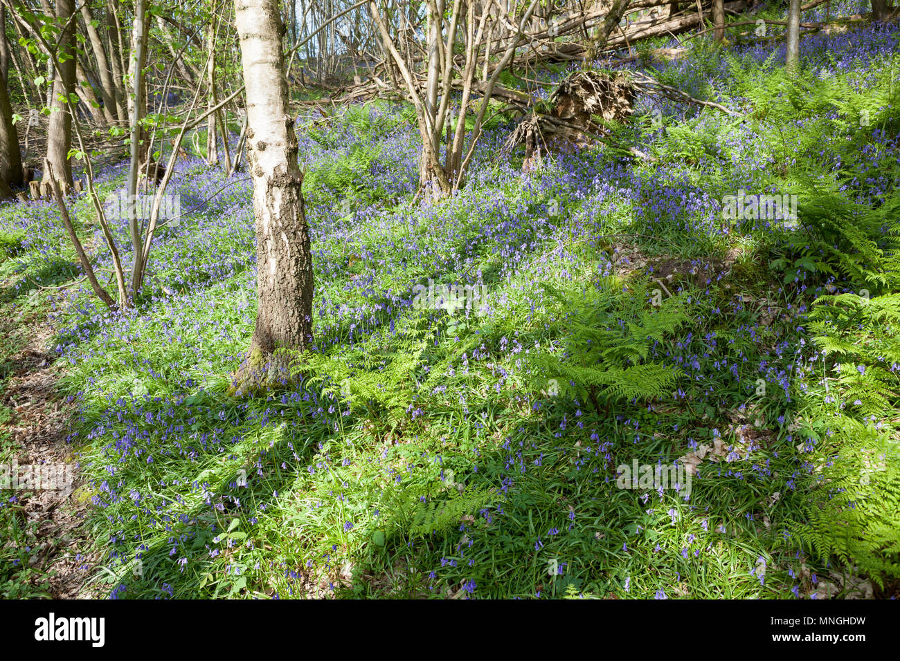 Native British bluebells growing wild. Stock Photo