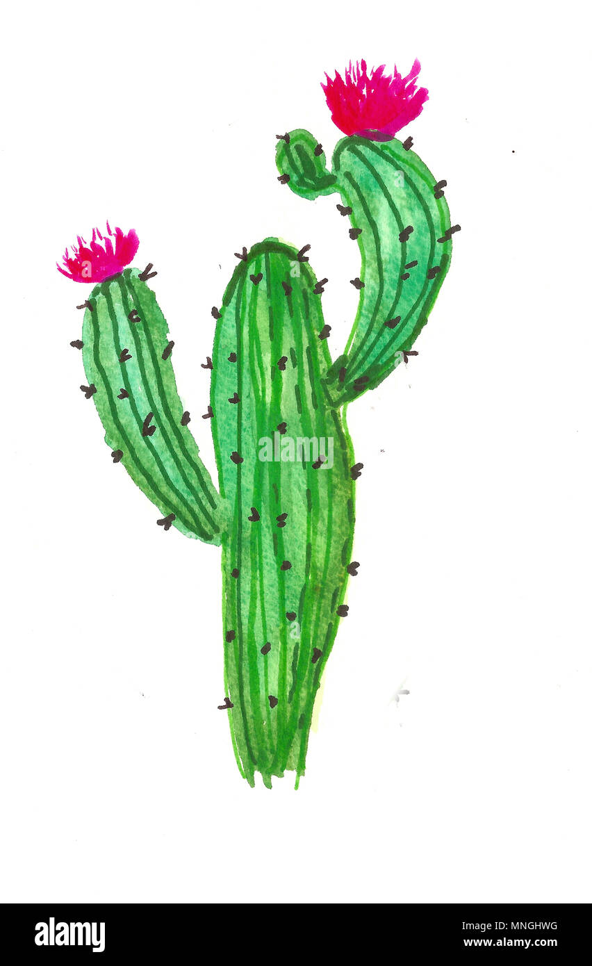 Download hand drawn watercolor cactus Stock Photo - Alamy