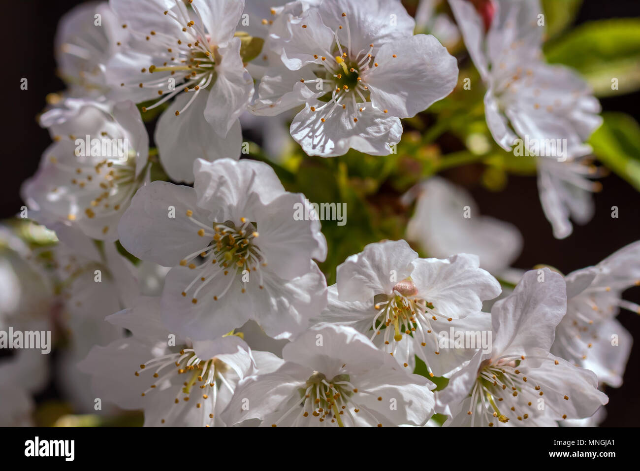 Cherry tree flowers (Prunus avium) bloom in early spring Stock Photo