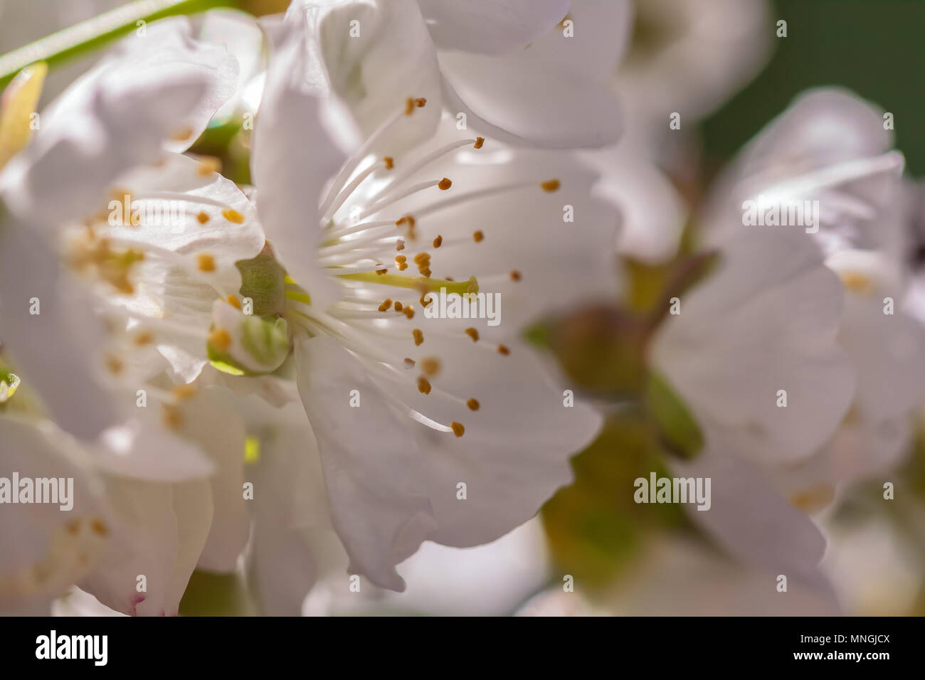 Cherry tree flowers (Prunus avium) bloom in early spring Stock Photo