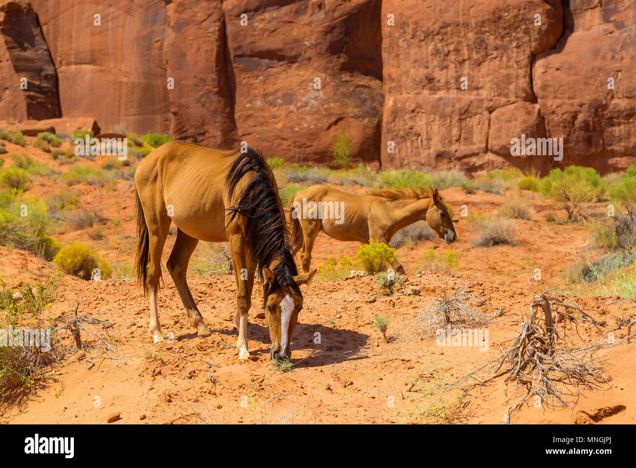 Wild mustang horse in desert in the Monument Valley. Navajo tribal Park,  Arizona, Utah, USA Stock Photo - Alamy