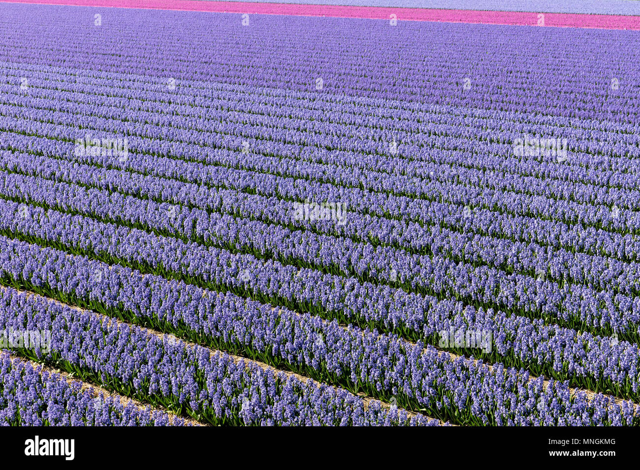 hyacinth field in the Netherlands Stock Photo - Alamy