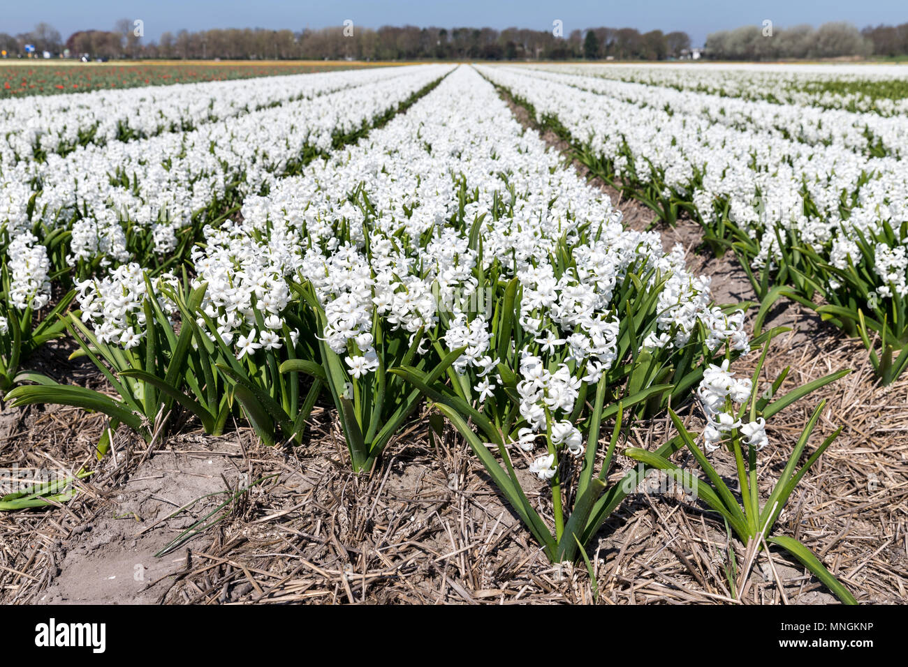 hyacinth field in the Netherlands Stock Photo - Alamy