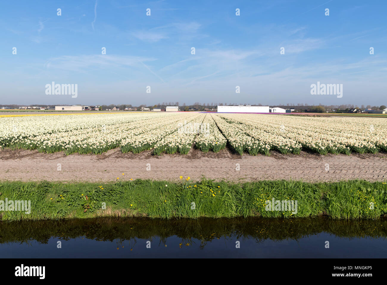 daffodil field in the Netherlands Stock Photo Alamy