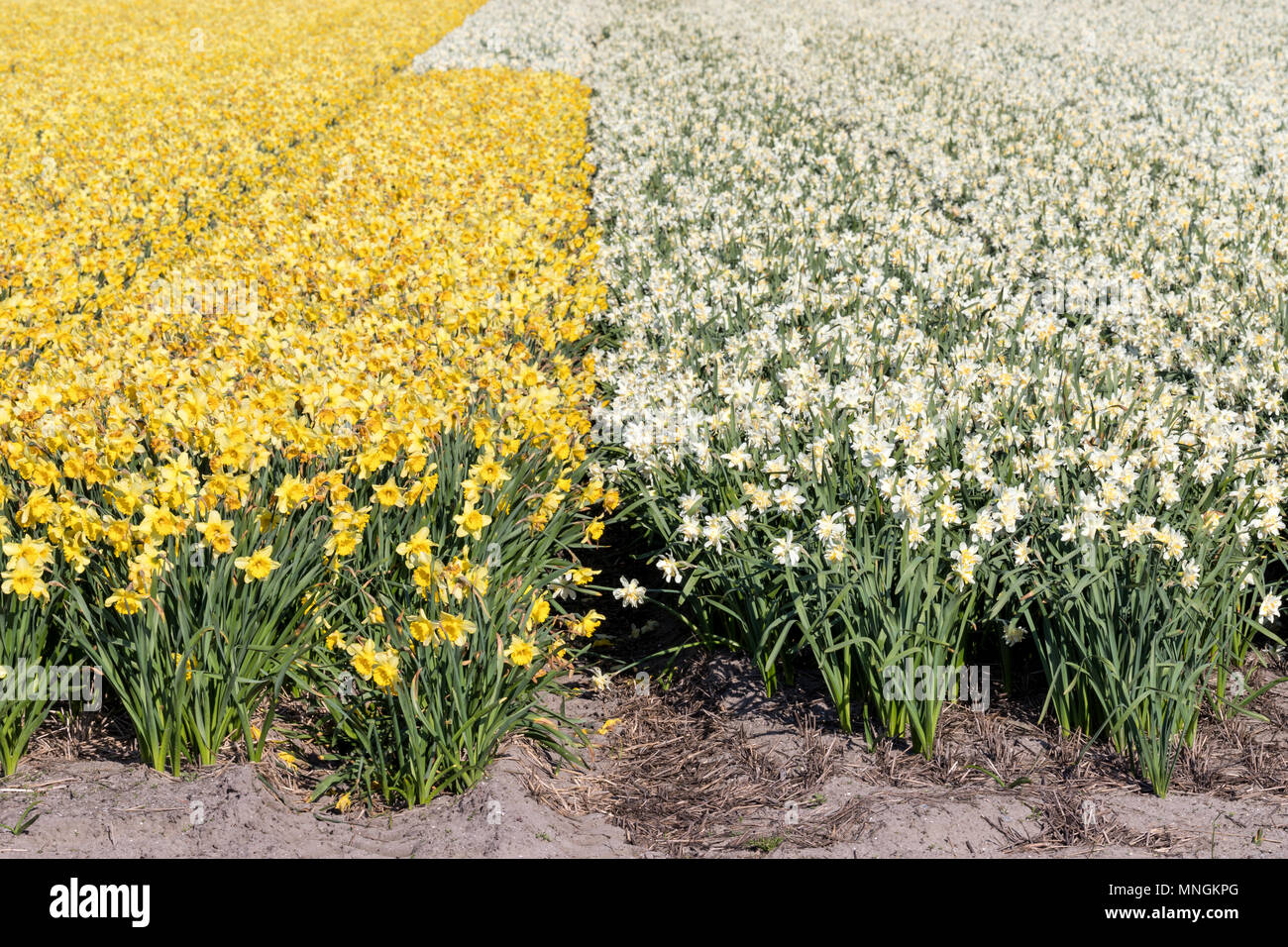 daffodil field in the Netherlands Stock Photo