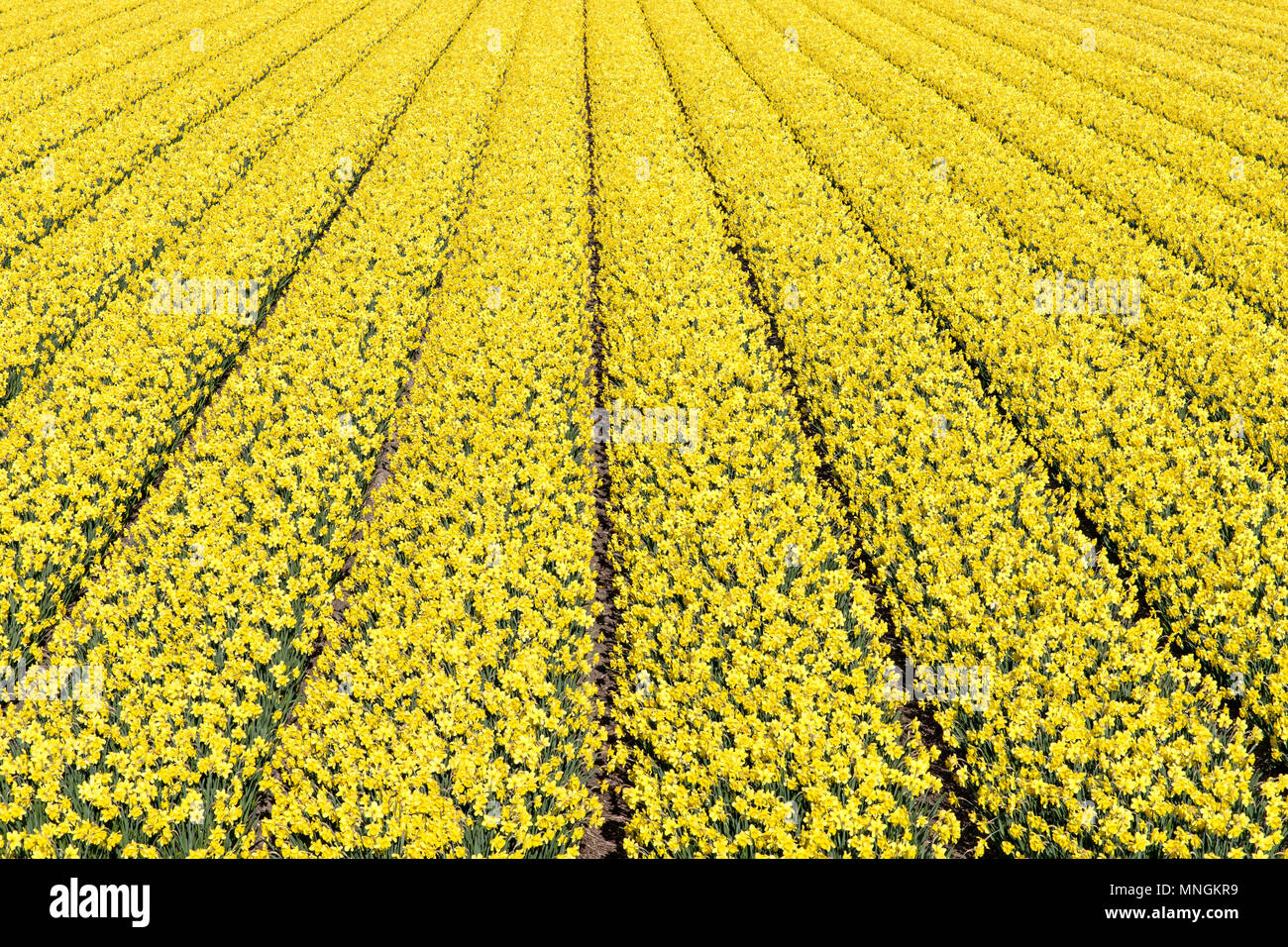 daffodil field in the Netherlands Stock Photo Alamy