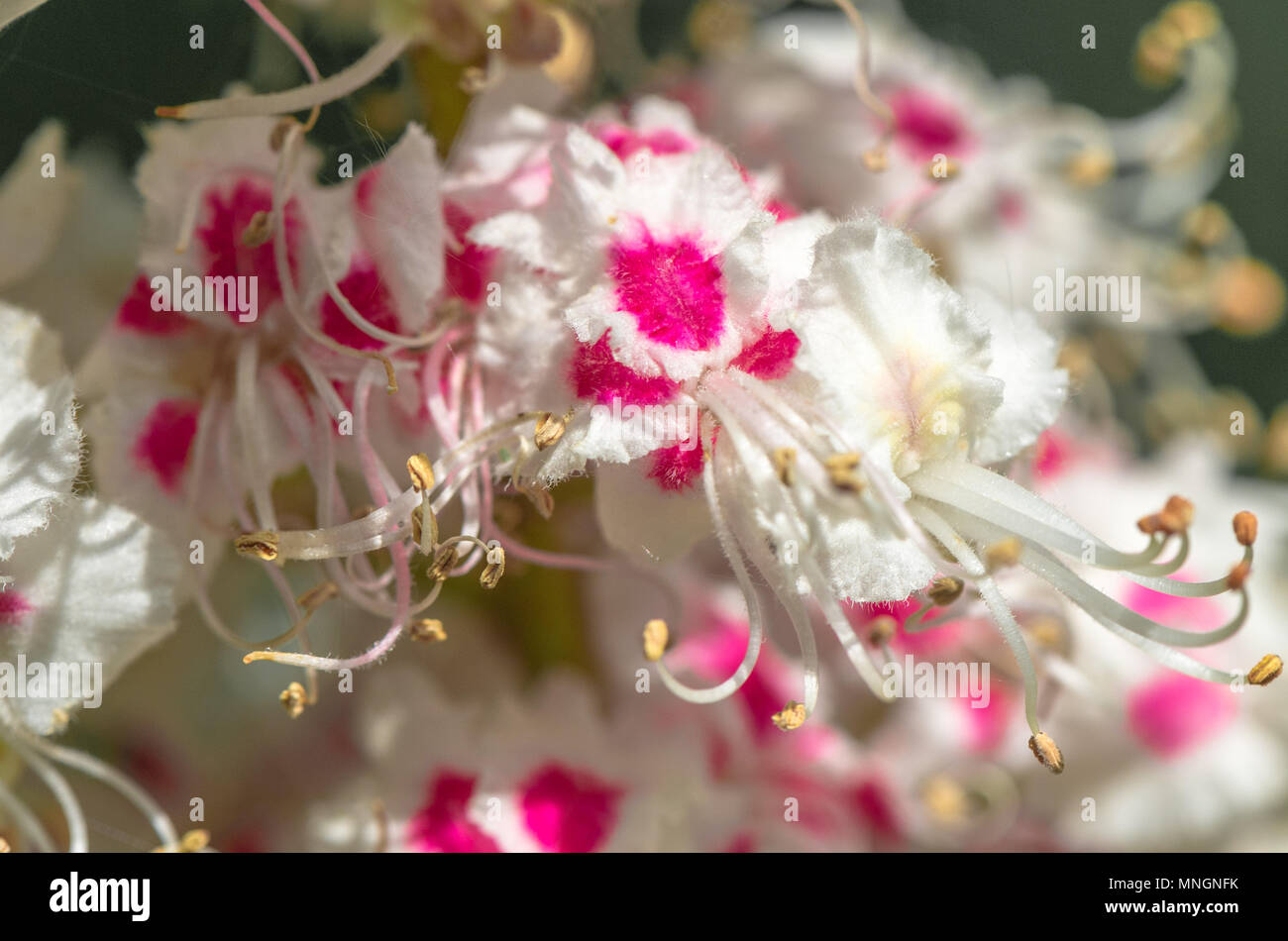 Horse Chestnut Tree Bloom England High Resolution Stock Photography and ...
