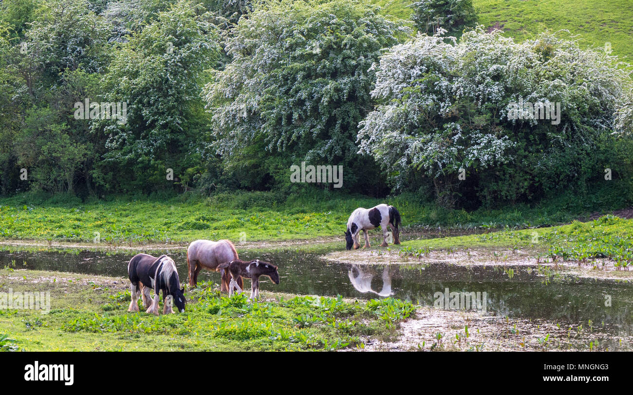 Group of horses with young foal. Stock Photo