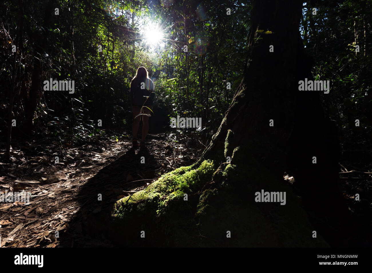 Girl walking through a back lit, overgrown ethereal rain forest in the Australian Blue Mountains. Stock Photo