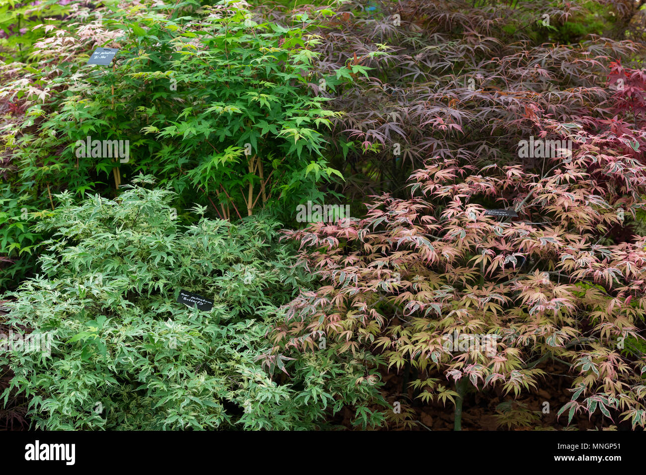 Acer trees on a stand at a flower show in may. UK Stock Photo
