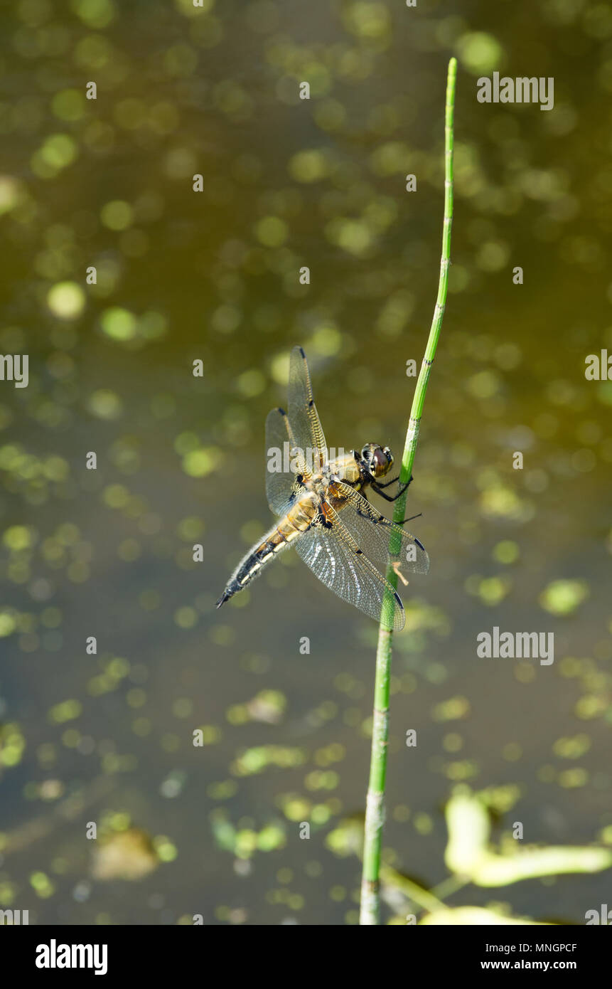 Summer dragonfly called mosaic darner sits on the stem of the horsetail