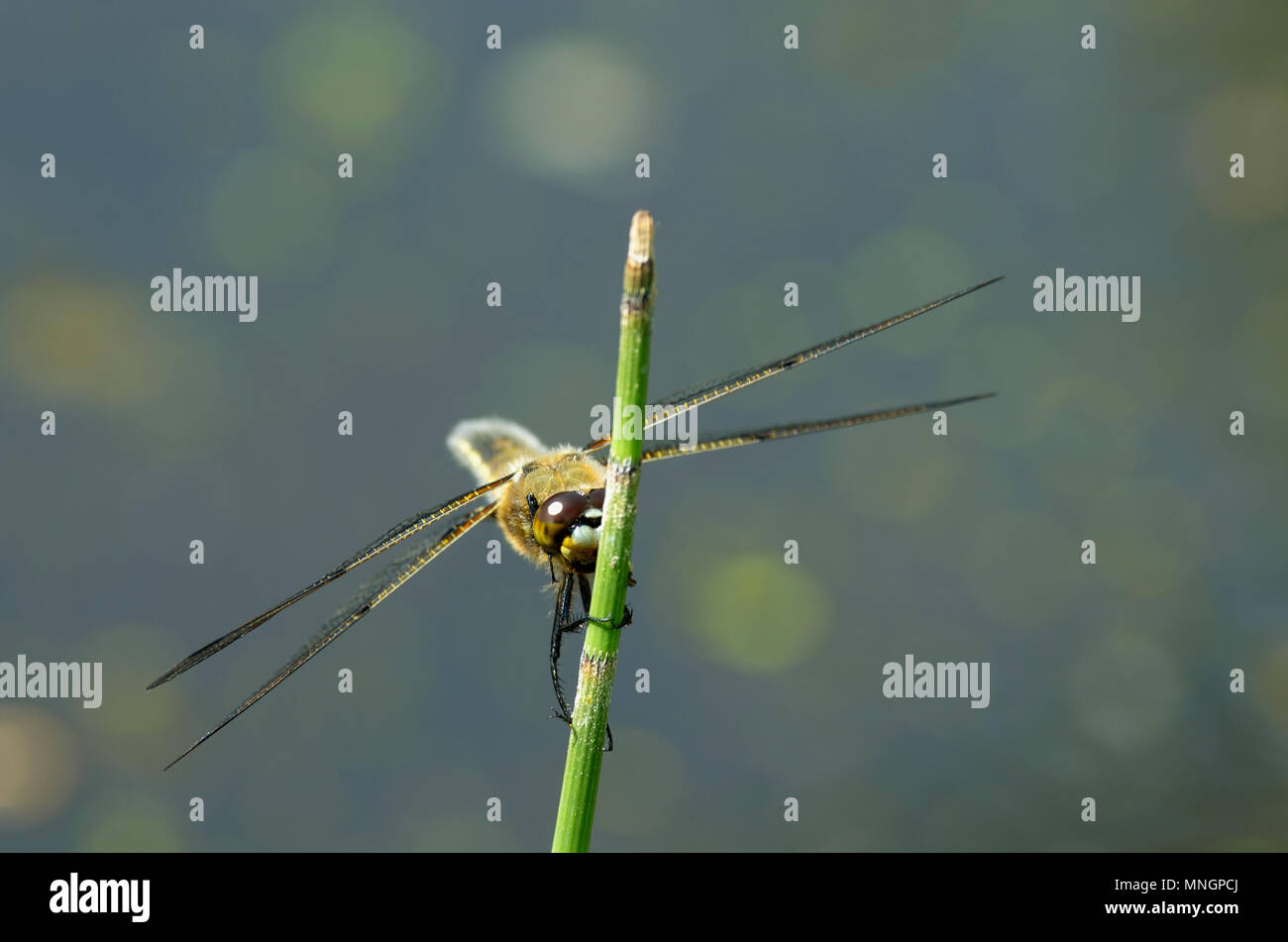 Summer dragonfly called mosaic darner sits on the stem of the horsetail