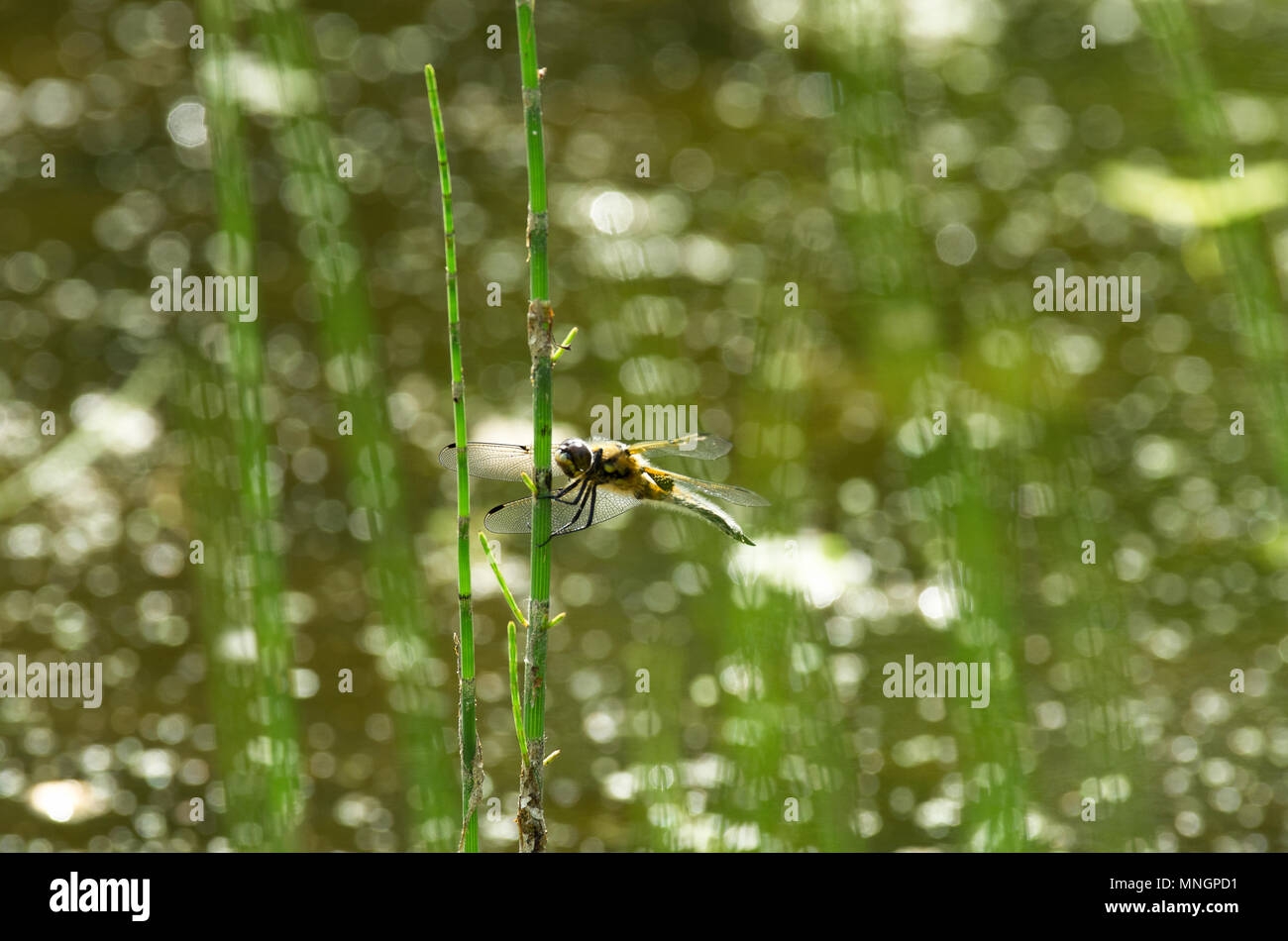 Summer dragonfly called mosaic darner sits on the stem of the horsetail