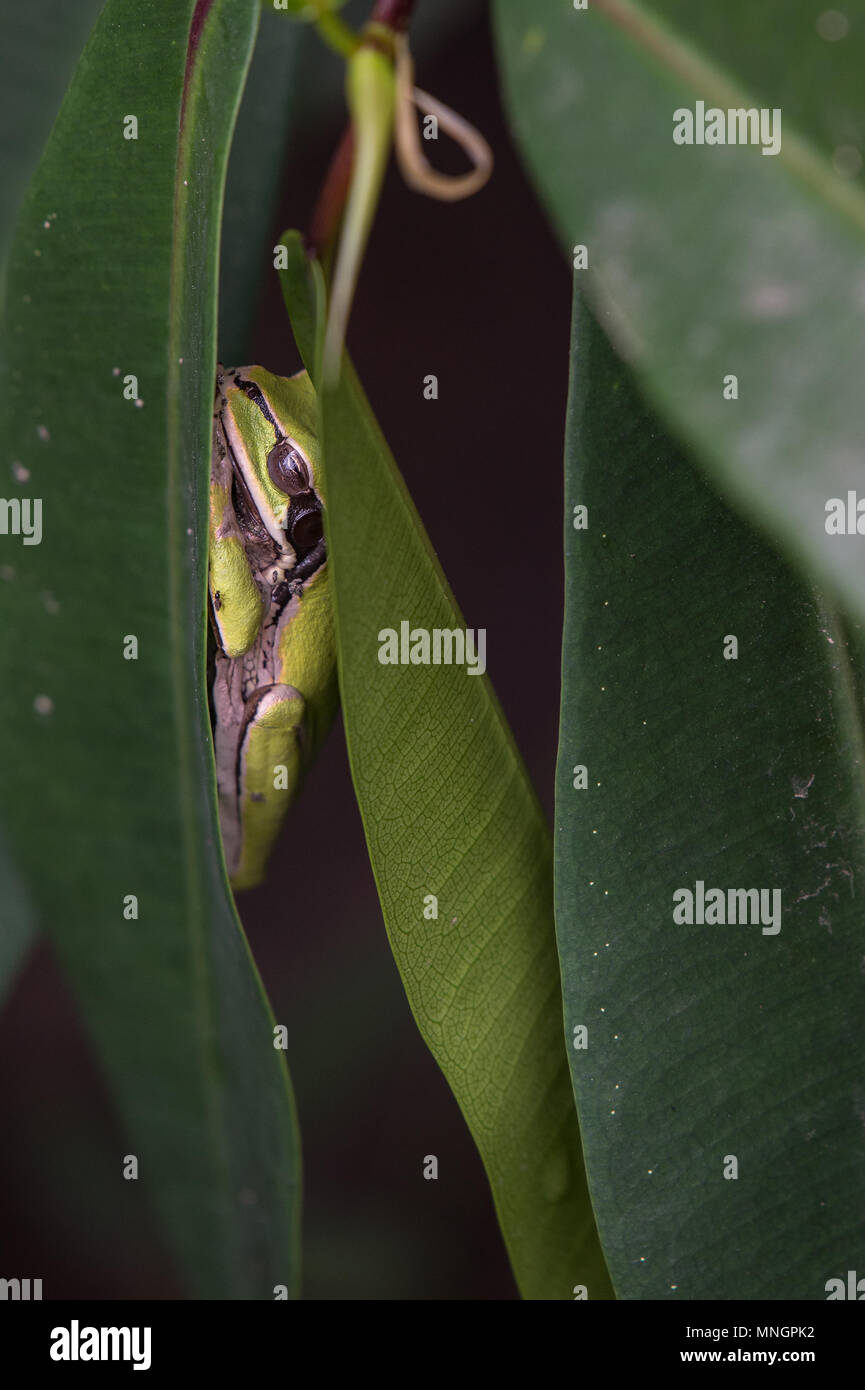 Masked tree frog hi-res stock photography and images - Alamy