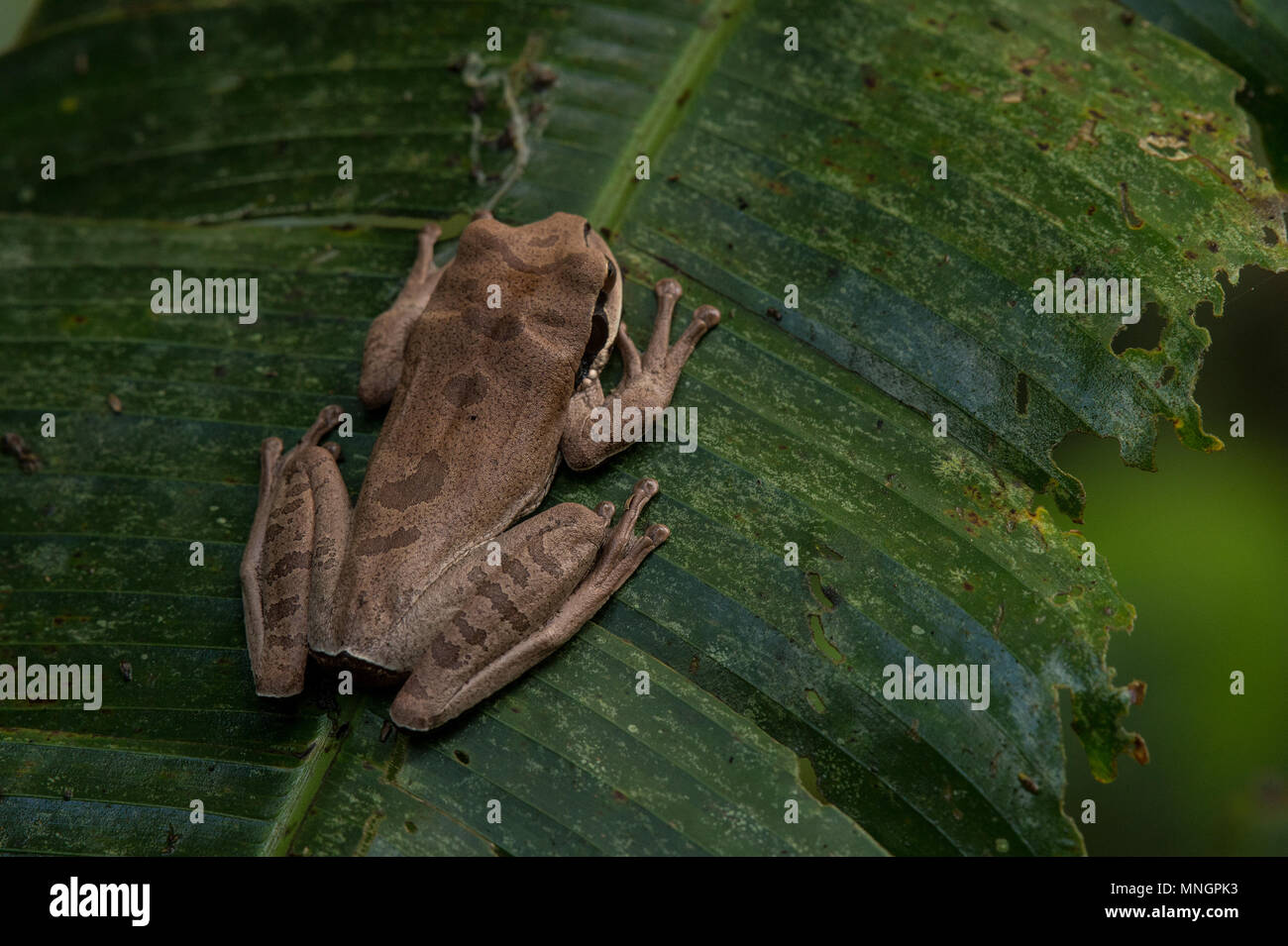 Masked Three Frog, Smilisca faeota, Hylidae, Manuel Antonio National Park, Costa Rica, Centroamerica Stock Photo