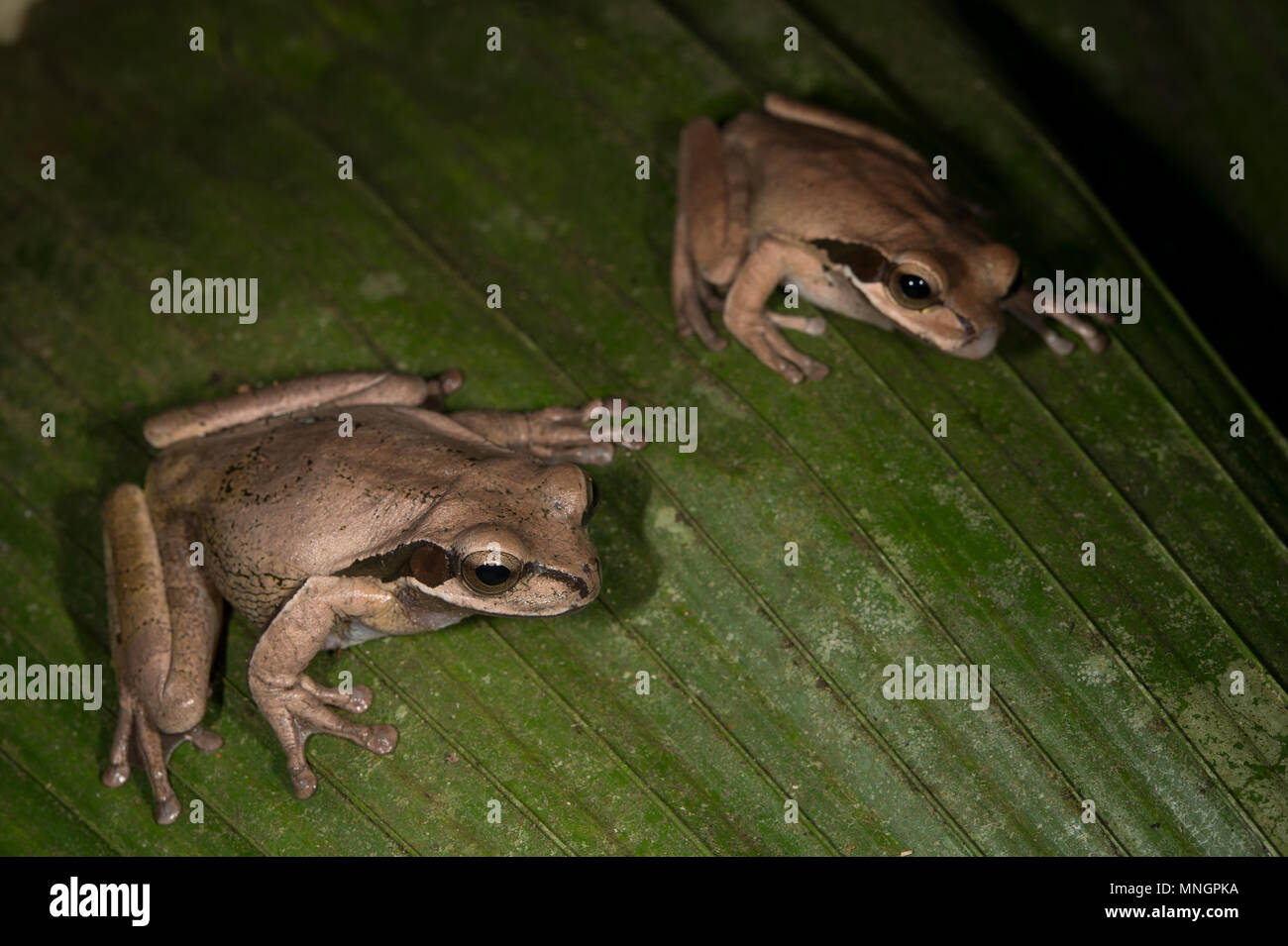 Masked Three Frog, Smilisca faeota, Hylidae, Costa Rica, Centroamerica Stock Photo