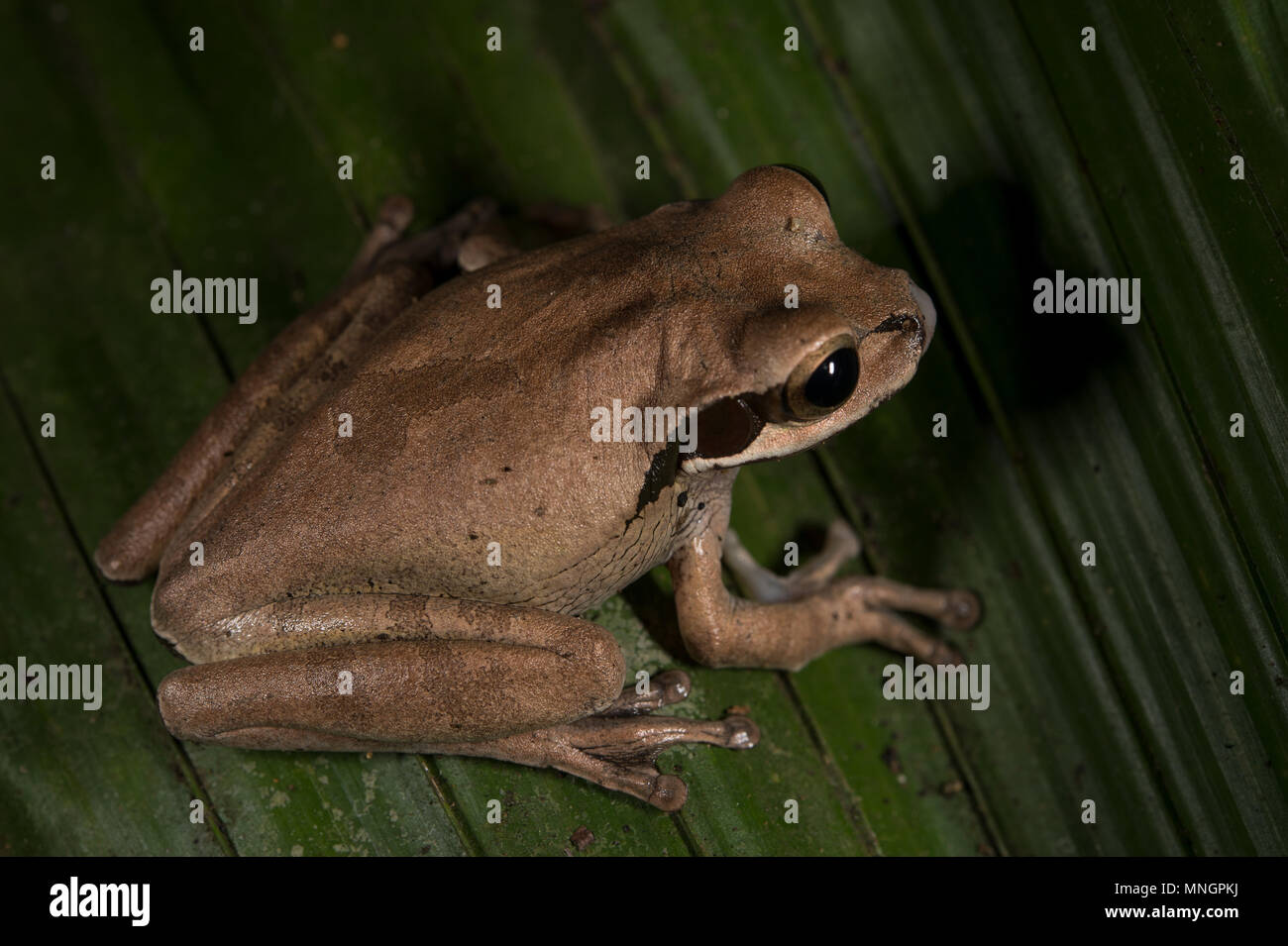 Masked Three Frog, Smilisca faeota, Hylidae, Costa Rica, Centroamerica Stock Photo
