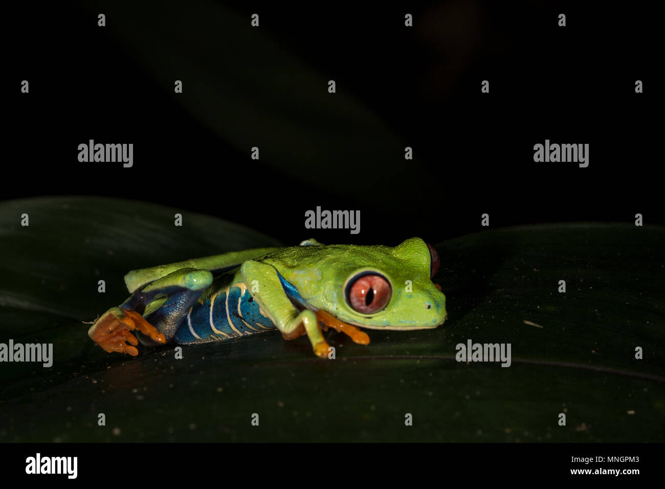 Red-eyed Leaf Frog, Agalychnis callidryas, Hylidae, Manuel Antonio National Park, Costa Rica, Centroamerica Stock Photo
