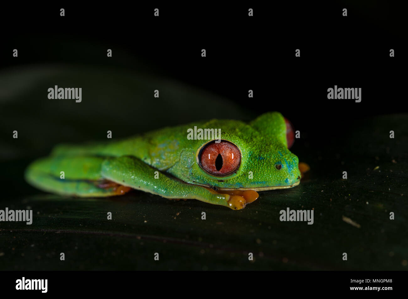 Red-eyed Leaf Frog, Agalychnis callidryas, Hylidae, Manuel Antonio National Park, Costa Rica, Centroamerica Stock Photo