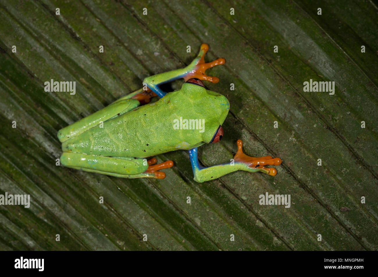 Red-eyed Leaf Frog, Agalychnis callidryas, Hylidae, Manuel Antonio National Park, Costa Rica, Centroamerica Stock Photo