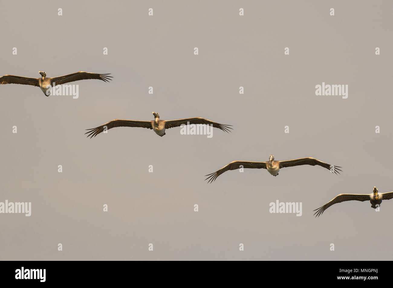 Brown Pelican, Pelecanus occidentalis, Pelecanidae, Corcovado National Park, Osa Peninsula, Costa Rica, Centroamerica Stock Photo
