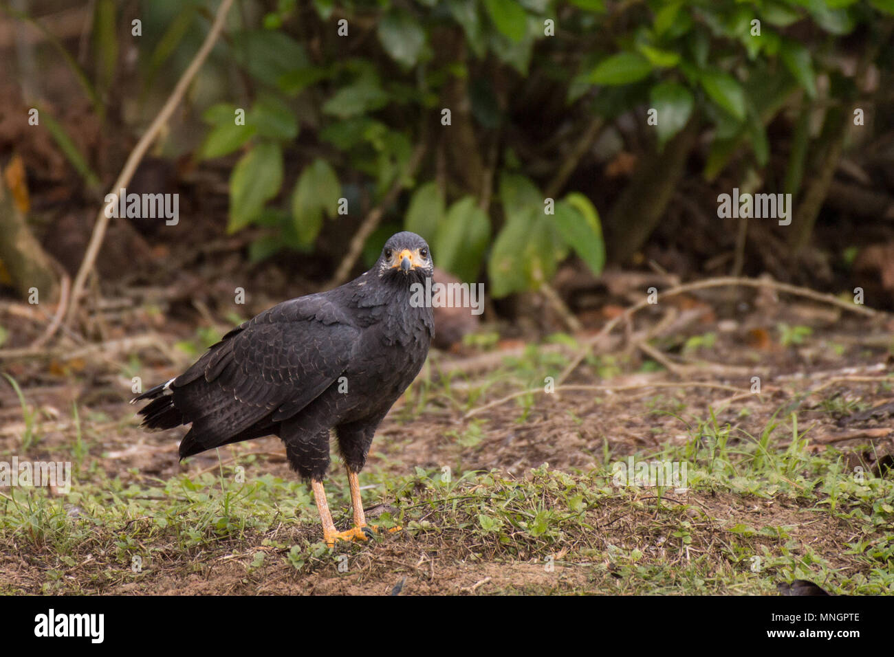 Great Blackhawk Buteogallus Urubitinga Large Bird Found In Central And  South America Vulture In Tree Bird Forest In The Background Wildlife Scene  From Tropic Nature Hawk In Nature Habitat Stock Photo 