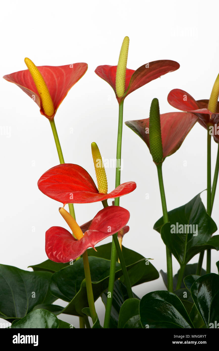 some flowers of anthurium on a white background Stock Photo - Alamy