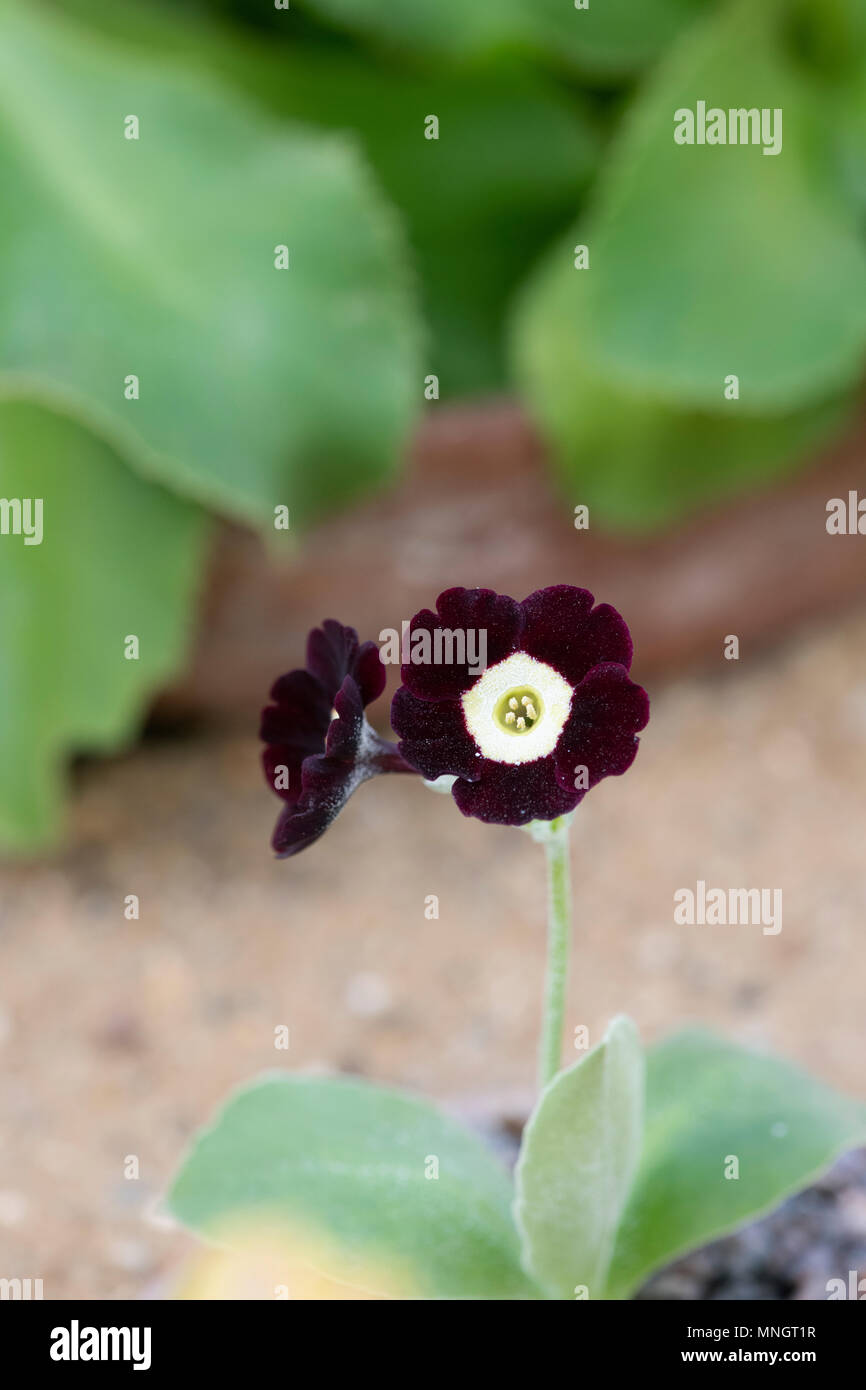 Primula Auricula ‘Lintz’ flowers Stock Photo