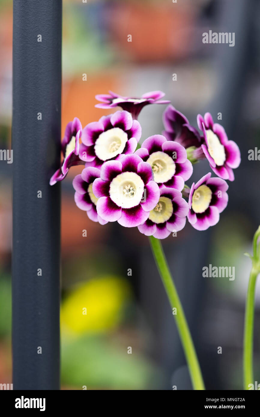 Primula Auricula ‘Lisa’ flowers Stock Photo