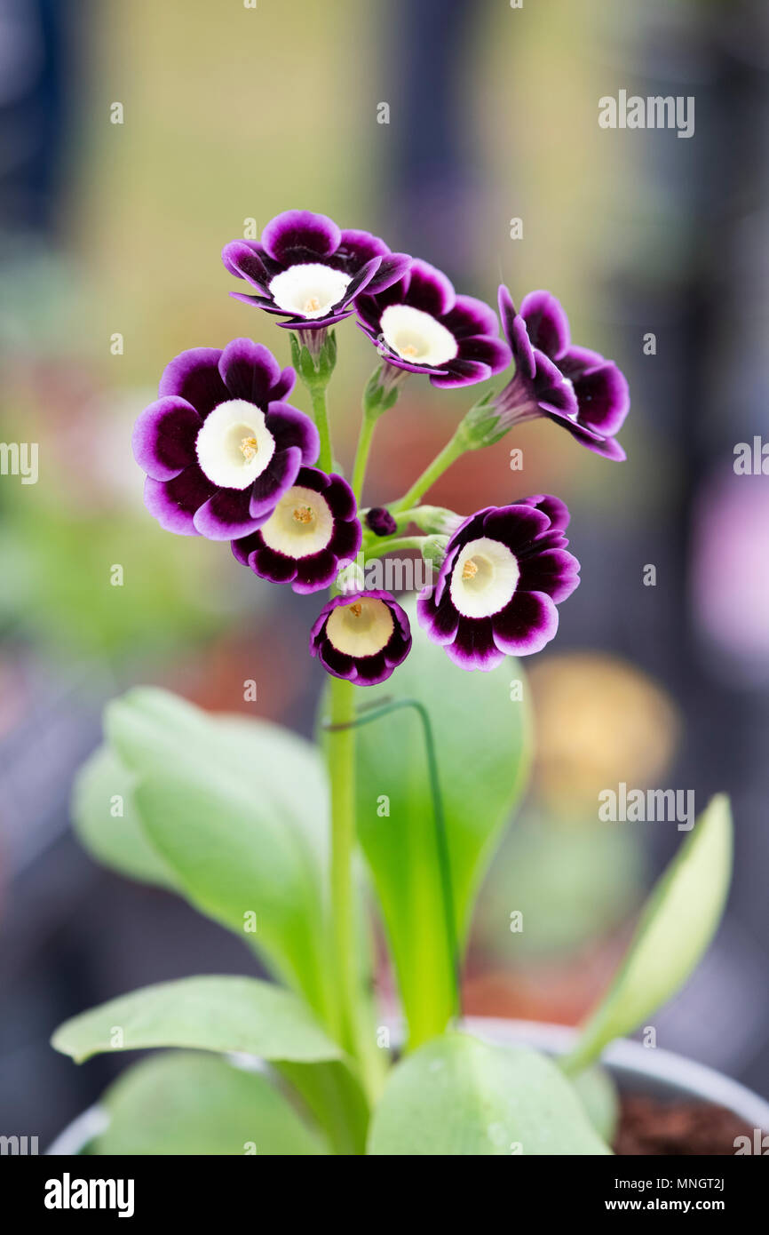 Primula Auricula ‘Moon river’ flowers Stock Photo