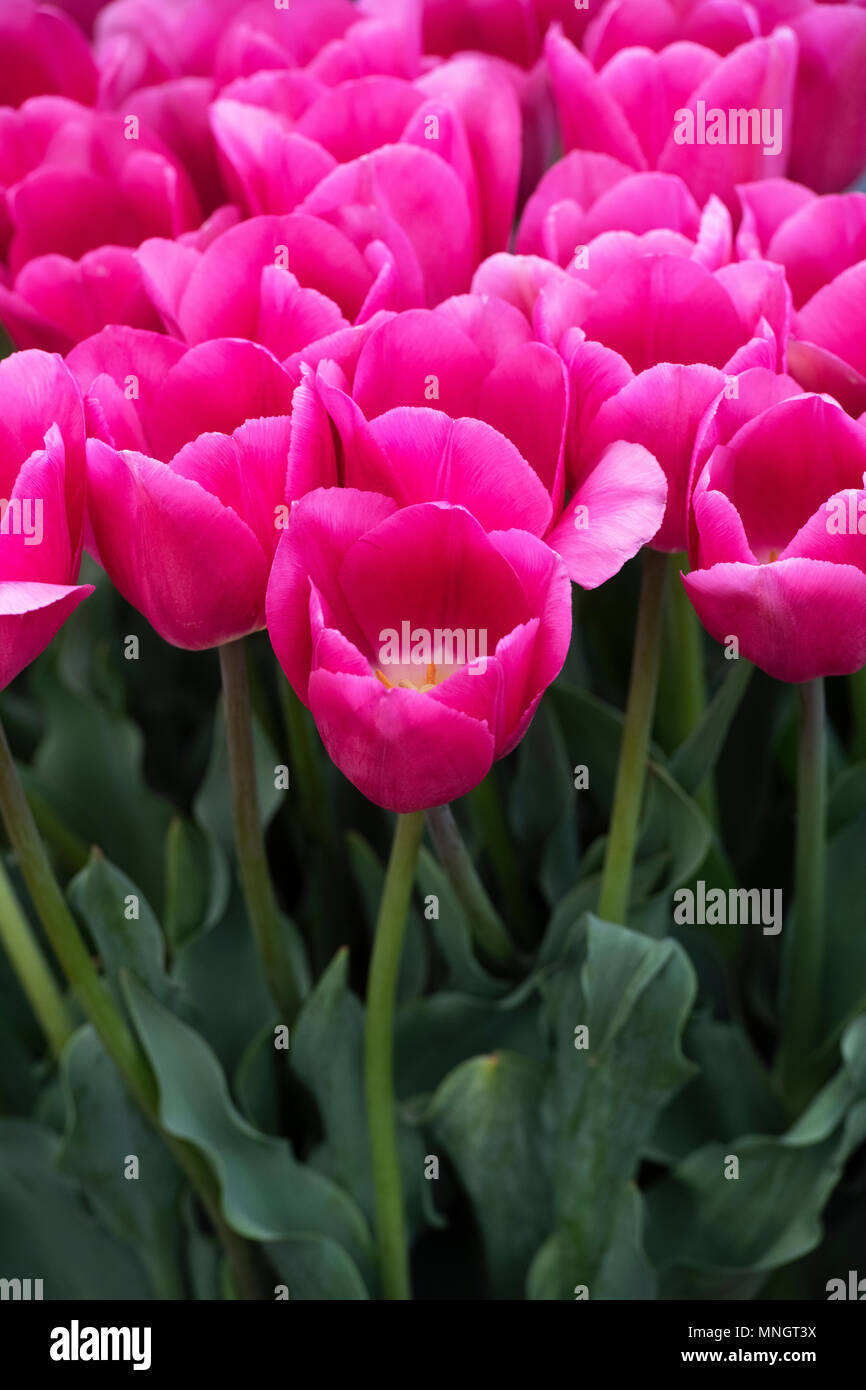 Tulip barcelona hires stock photography and images Alamy