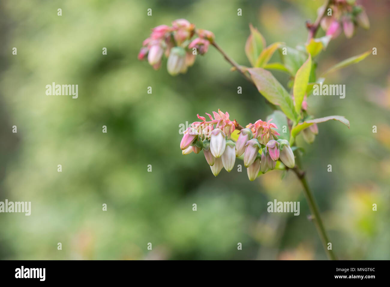 Vaccinium corymbosum. Blueberry flowers in april. UK Stock Photo