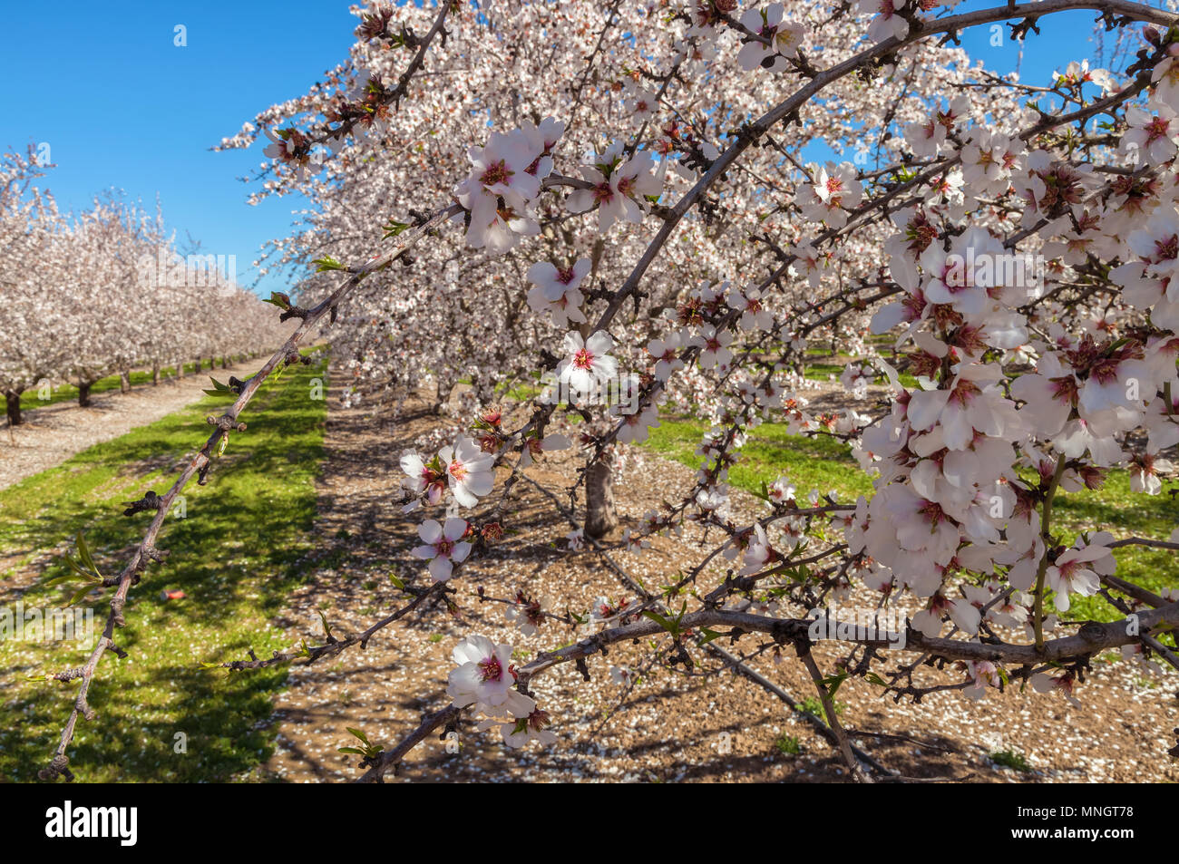 Almond Trees In Full Bloom In Early March California Central Valley United States Stock Photo Alamy