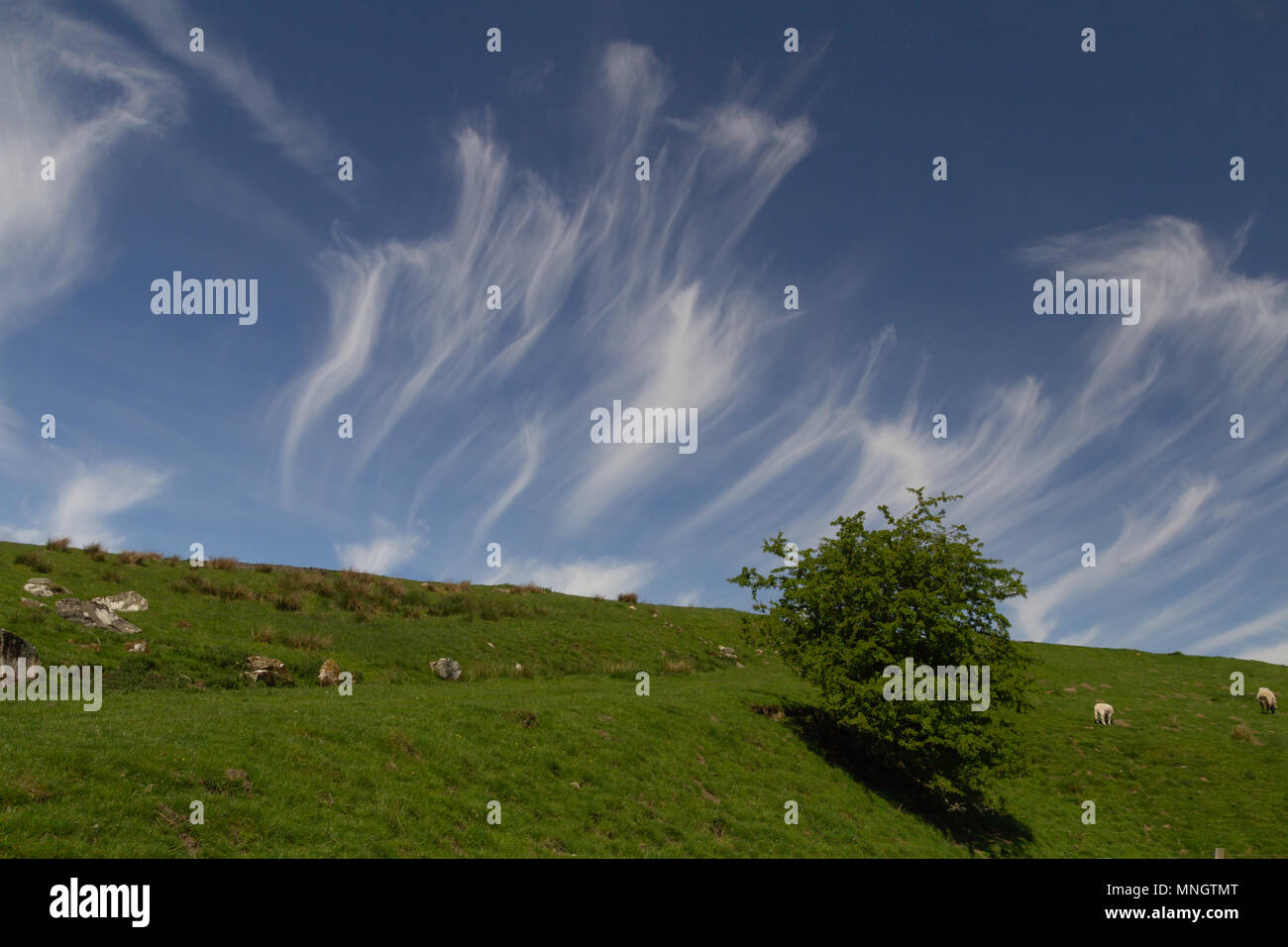 Cirrus clouds in blue sky Stock Photo