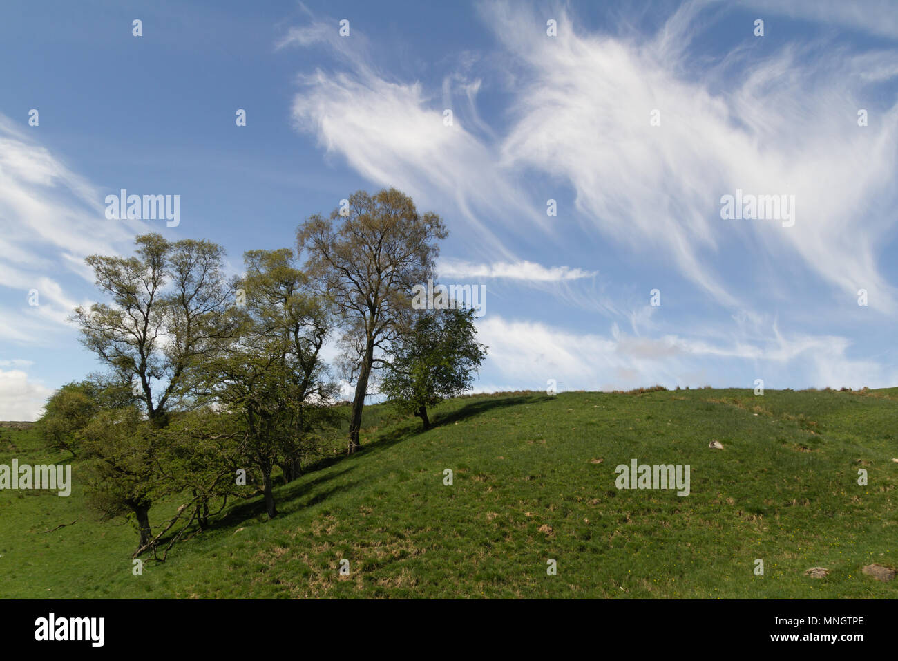 Cirrus clouds in blue sky Stock Photo