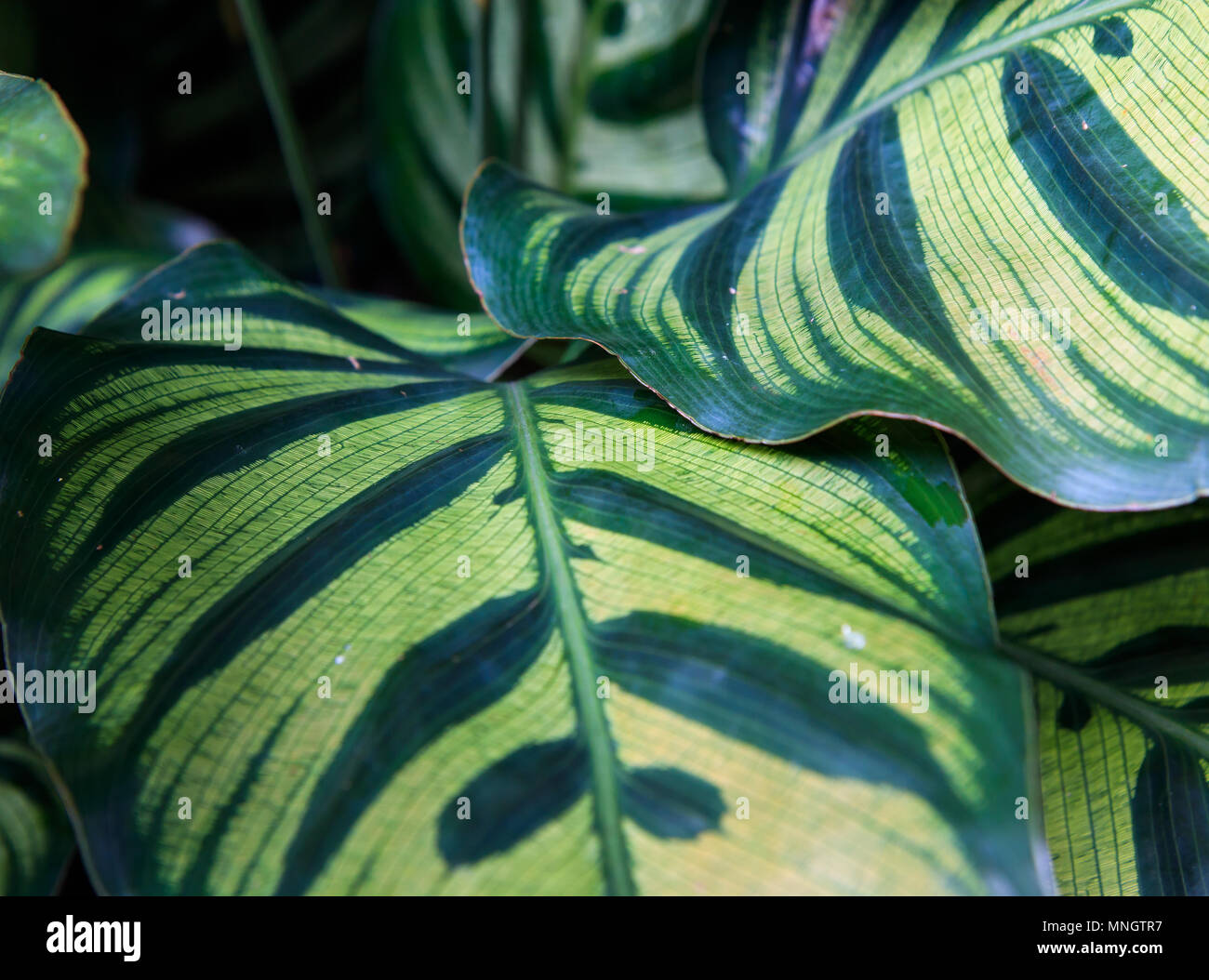 Tropical plants tree in botanic hi-res stock photography and images - Alamy