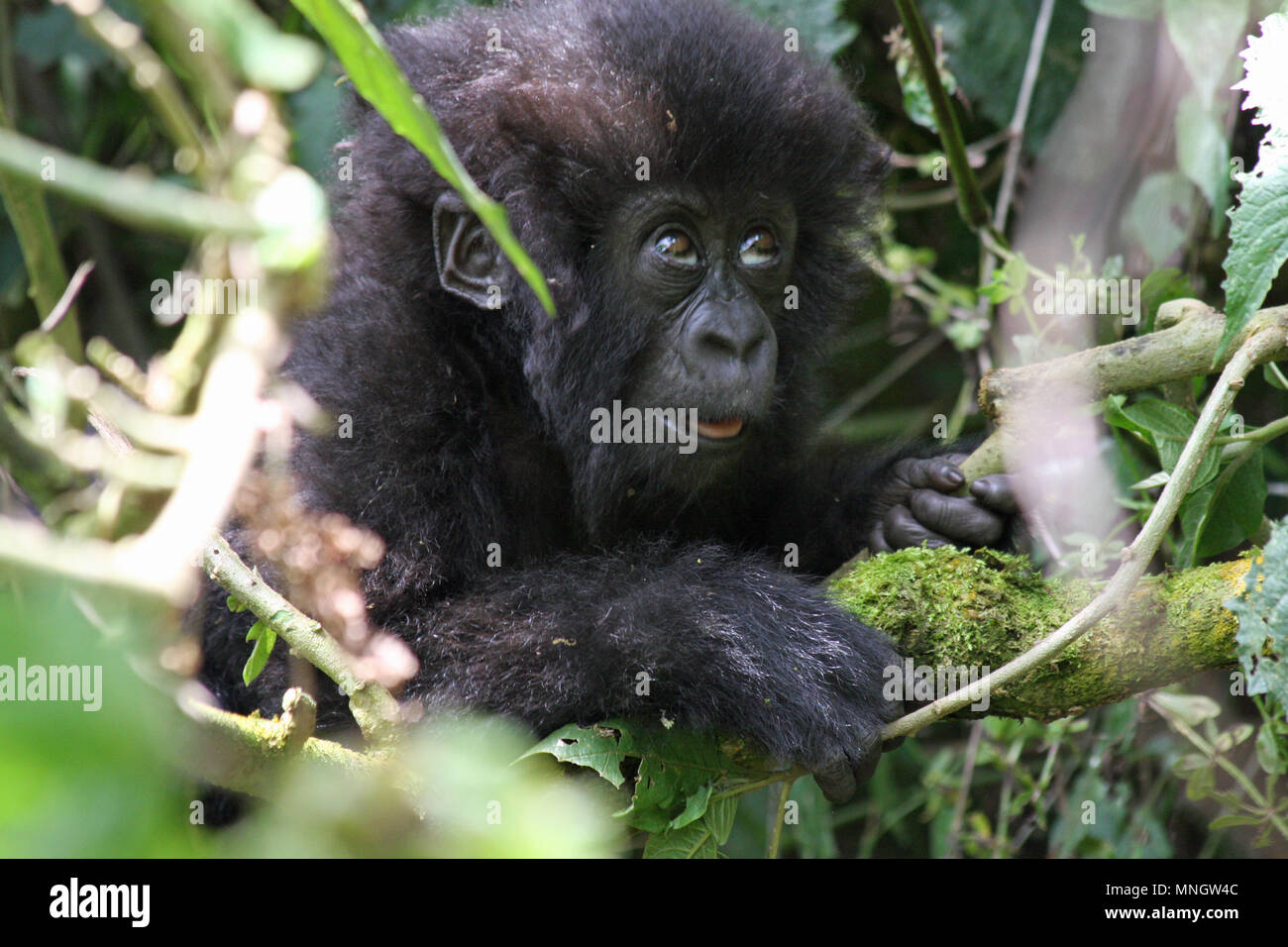 Baby Mountain Gorilla Stock Photo