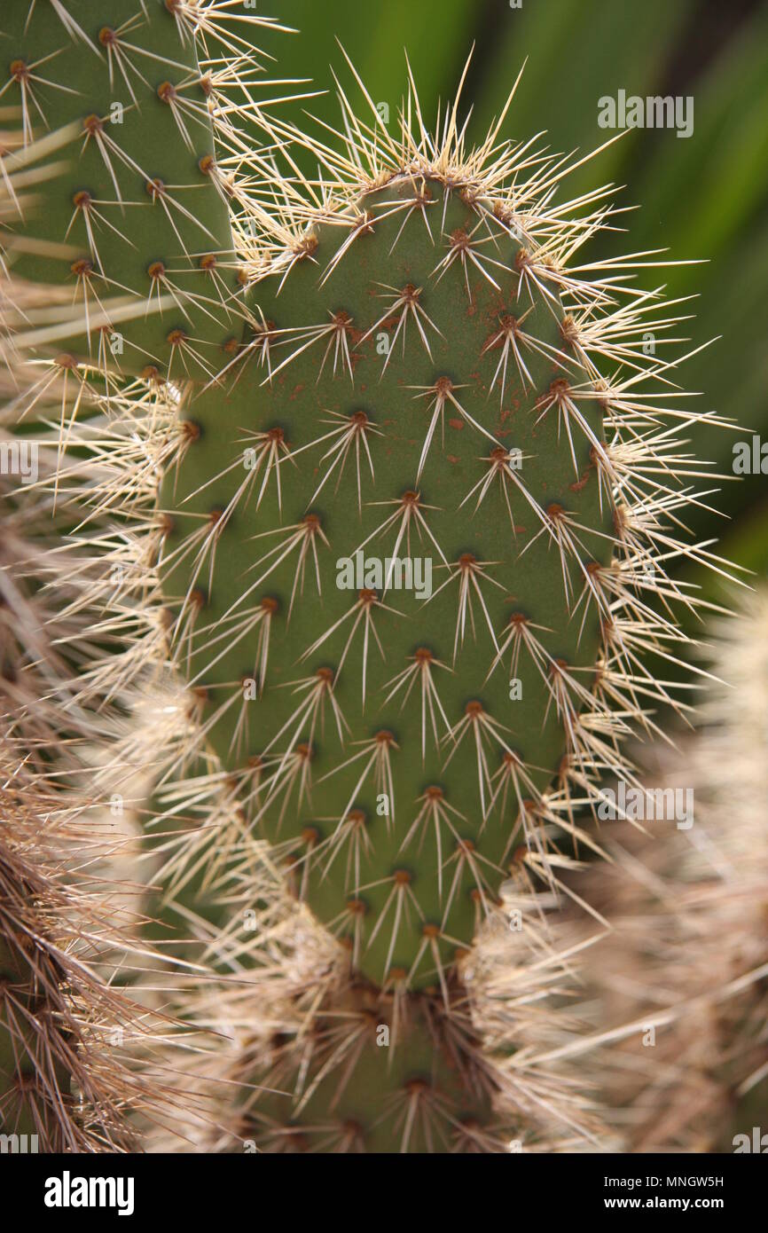 dracena plant janet craig Dracaena 'Janet Craig' – Easy Indoor Plant main image 1