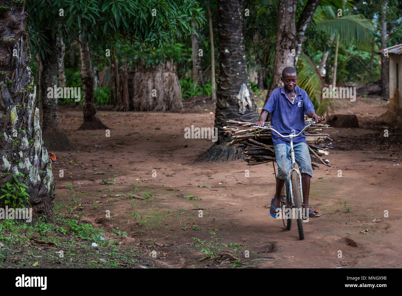 Yongoro, Sierra Leone - June 04, 2013: West Africa, unknown boy carries wood with a bicycle in the village in front of the capital Freetown, SIetrra L Stock Photo