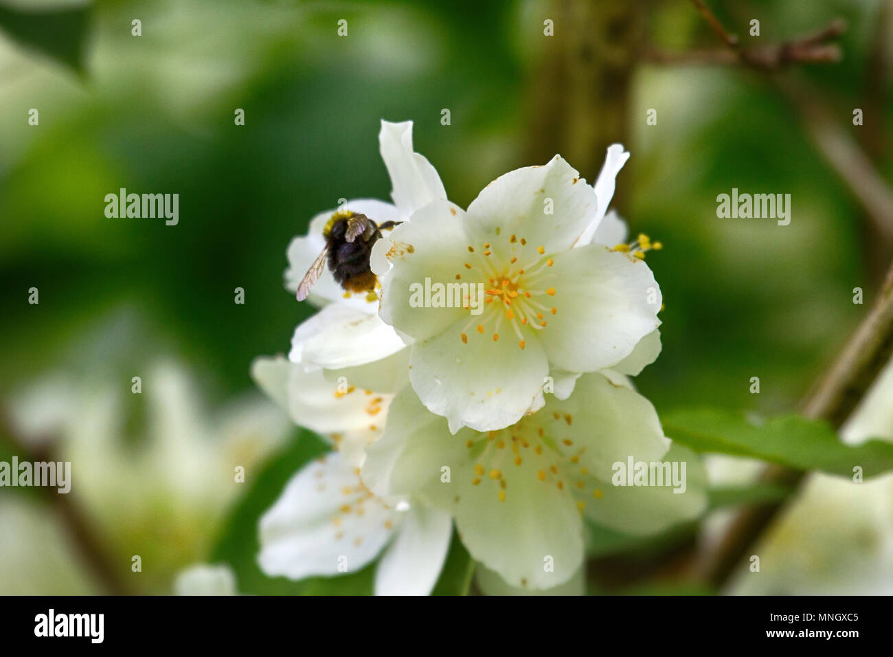 Syringa, Philadelphus - is fragrant flower of beginning of summer, honey plant; nectariferous plant and nectar-gathering bumblebees Stock Photo