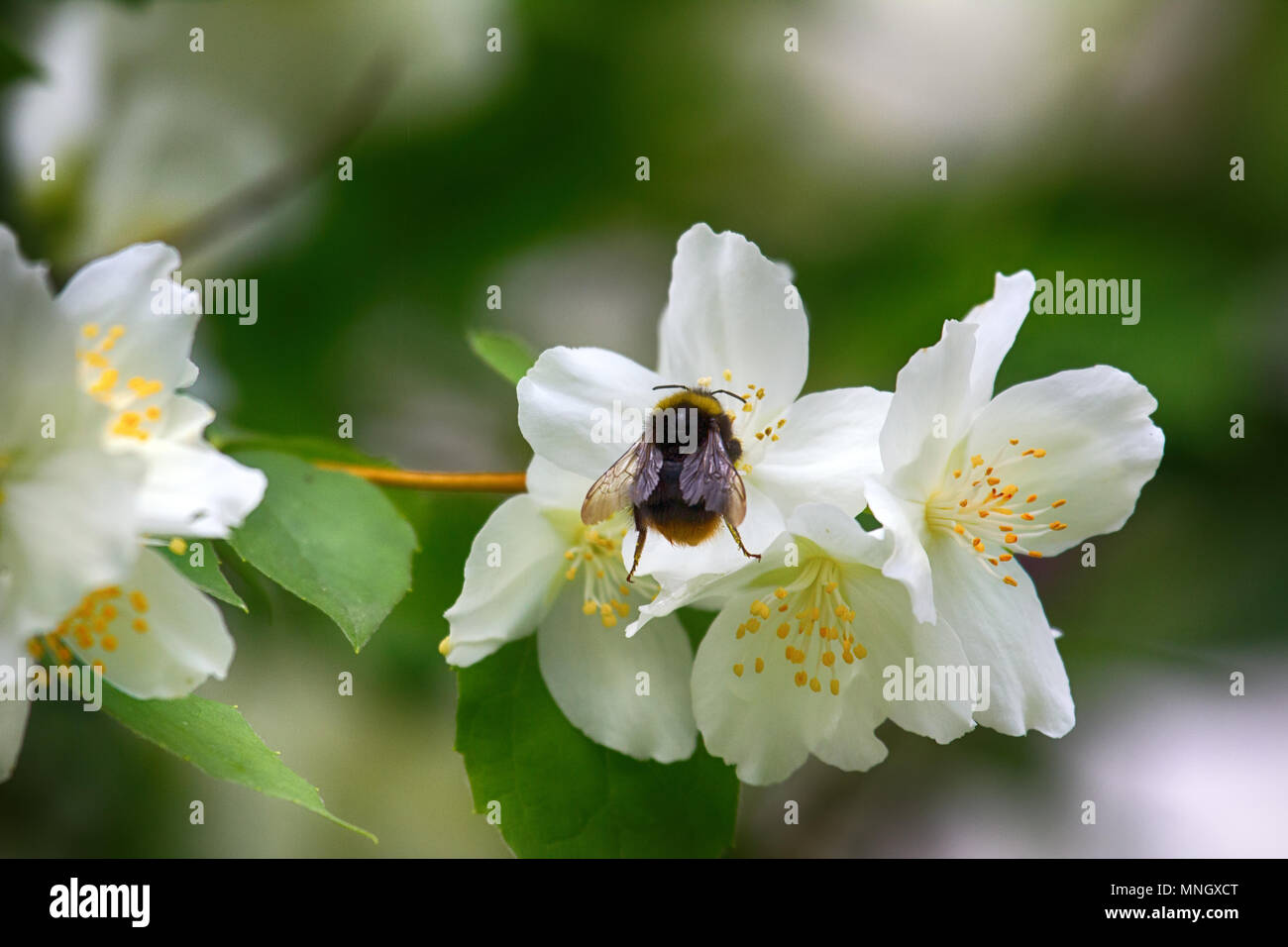 Syringa, Philadelphus - is fragrant flower of beginning of summer, honey plant; nectariferous plant and nectar-gathering bumblebees Stock Photo