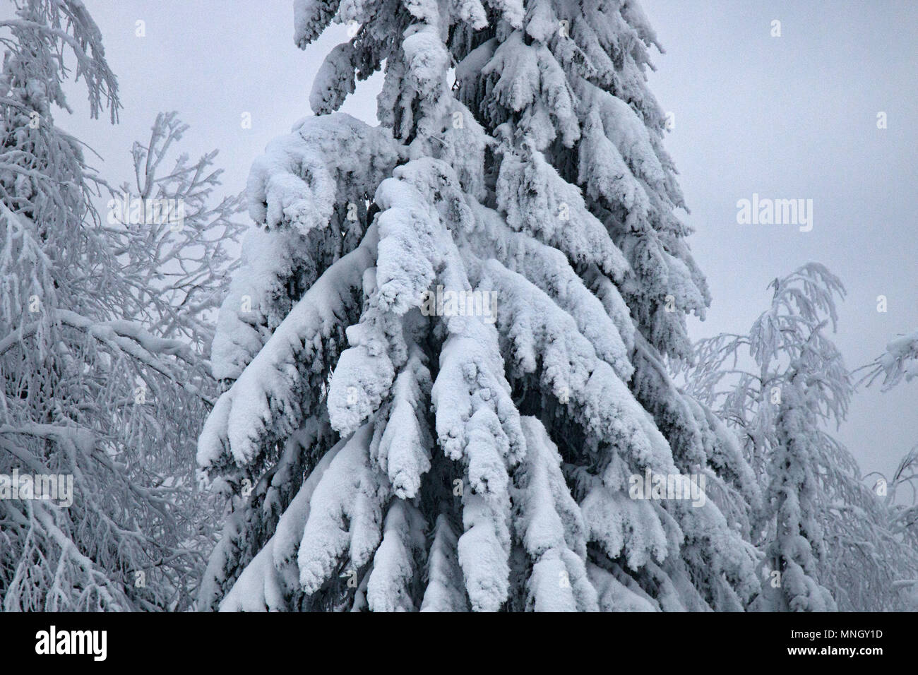 Siberian winter, snowy winter, frosty winter. Wood is filled with snow, snow-covered forest. Snow boss, snowcap on branches and tops of fir trees. Sib Stock Photo